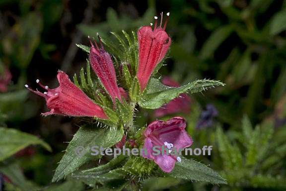 echium tuburculatum 5 graphic